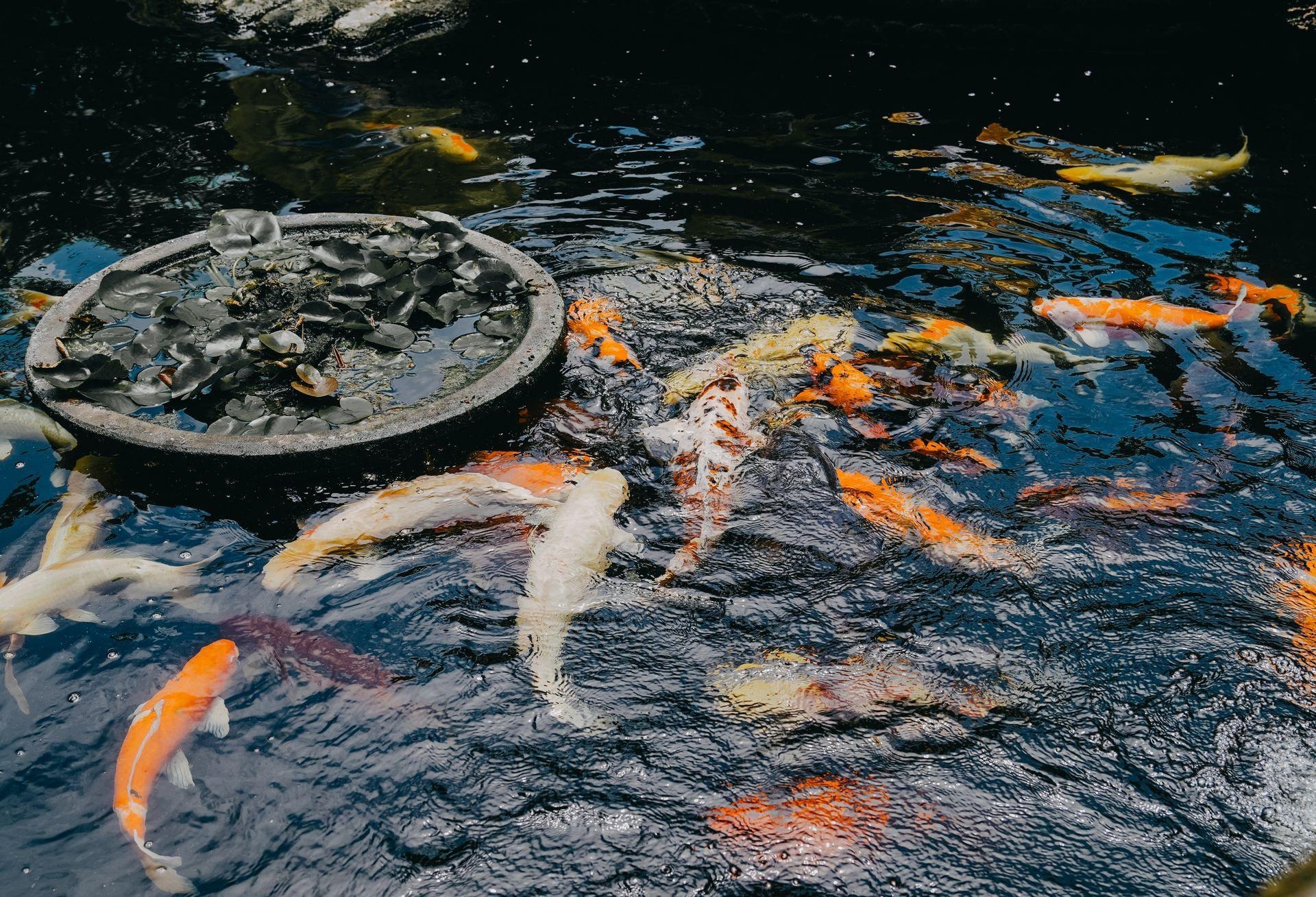 Tips Mudah Aplikasikan Waterproofing untuk Kolam Ikan!